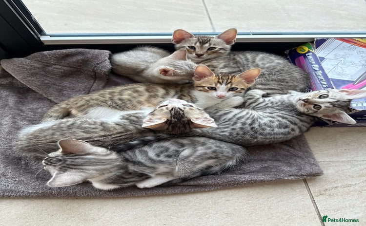 Bengal cats - Advert 2