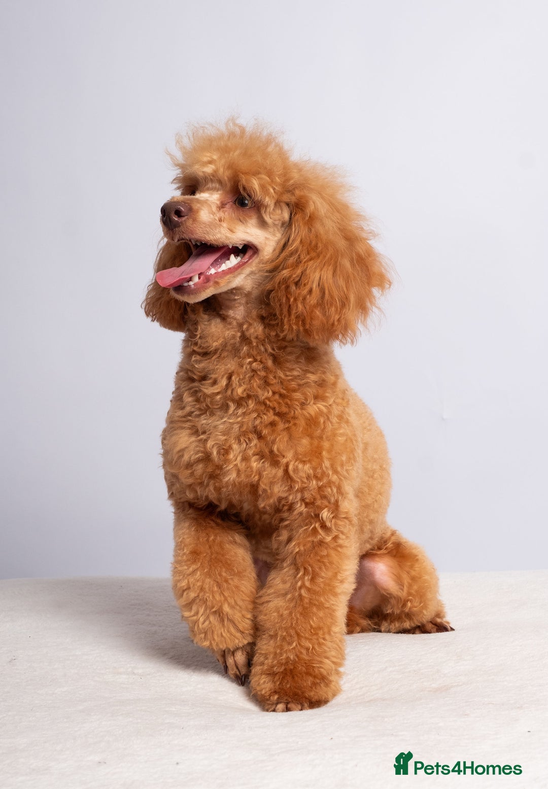 Toy Poodle dogs for stud: KC REG RED EXTENSIVELY HEALTH TESTED POODLE STUD  - Advert 3