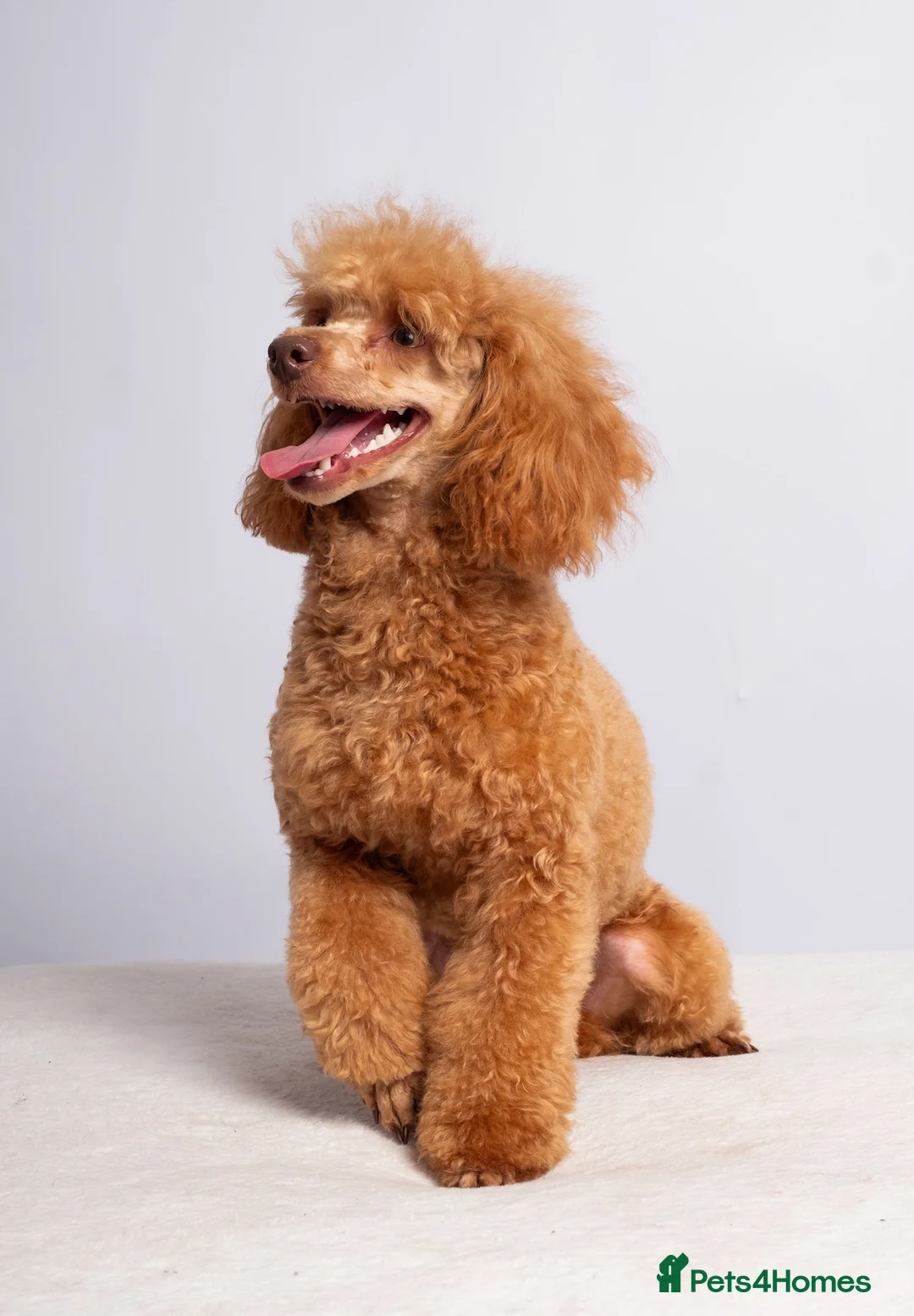 Toy Poodle dogs for stud: KC REG RED EXTENSIVELY HEALTH TESTED POODLE STUD  - Advert 3