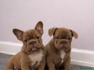 French Bulldog dogs Ready now - Beautiful Micro frenchie litter - Advert 12