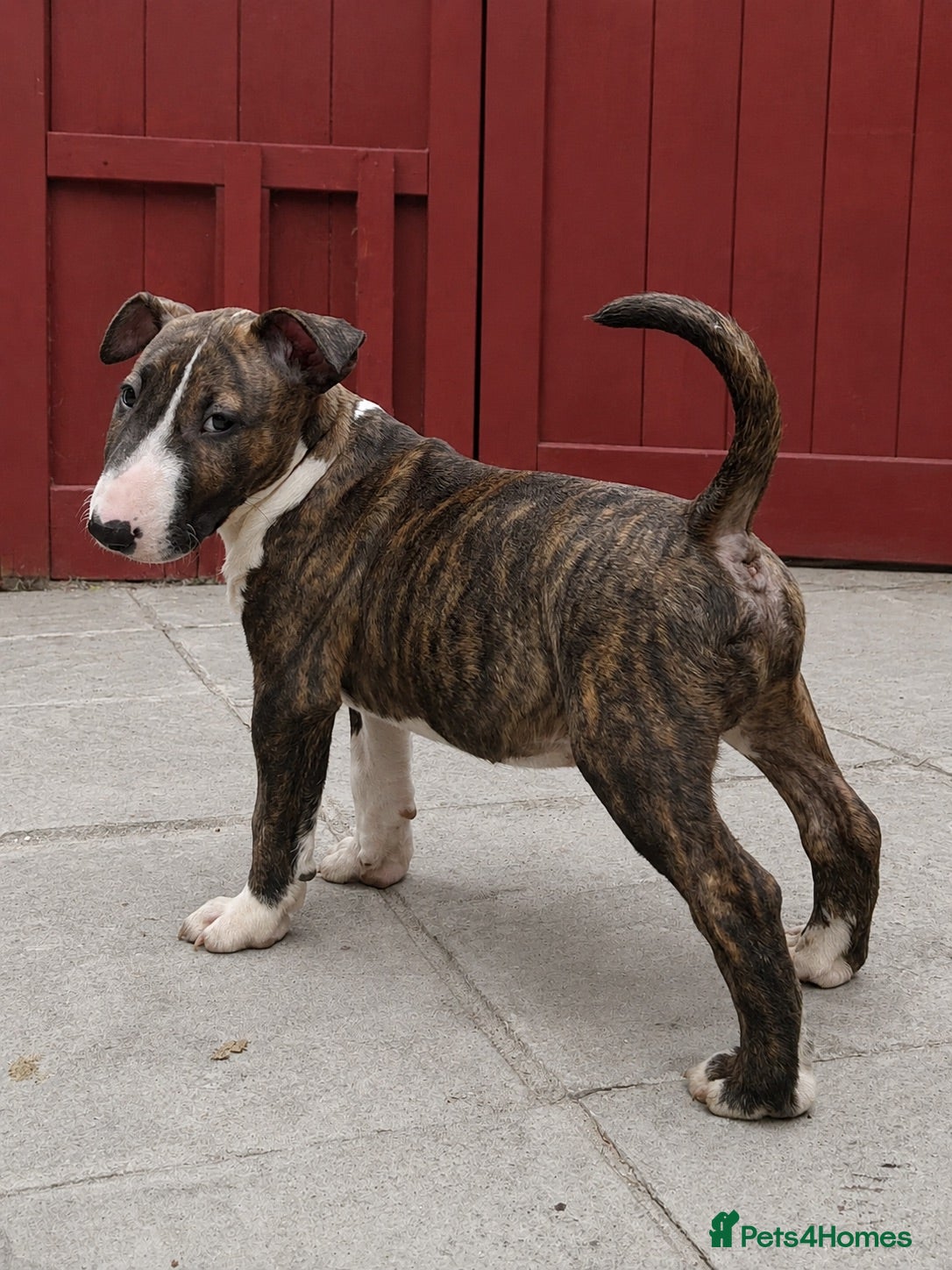 English Bull Terrier dogs CHUNKY EBT PUP FOR SALE READY NOW - Advert 3