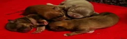Chihuahua dogs for stud: KC reg-Heath Tested-Proven Stud - Advert 39