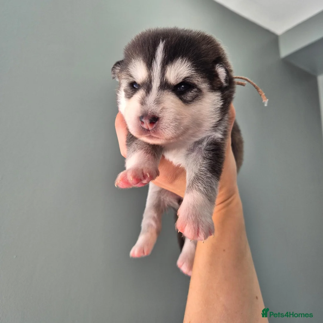 Pomsky dogs for sale: Pomsky puppies from Health tested parents - Advert 2