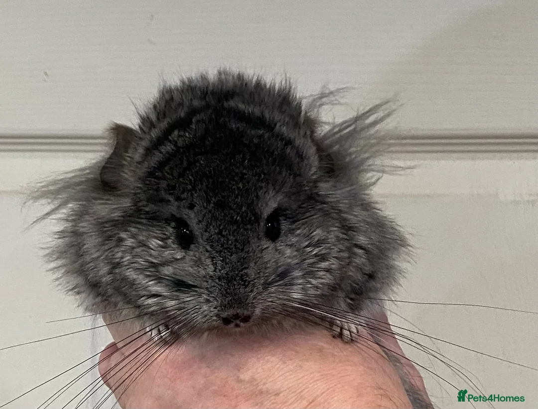 Chinchilla rodents for sale: RPA (Angoran) Handsome Chinchilla Brothers  - Advert 2