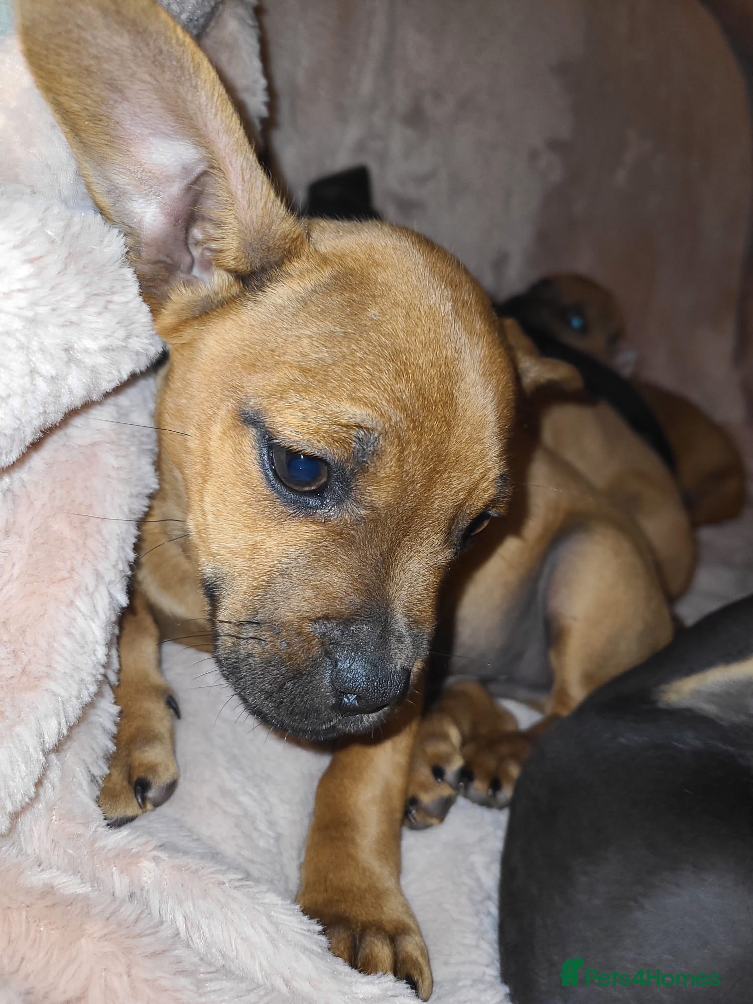 Mixed Breed dogs Cocker x dachshund boy puppy  - Advert 2