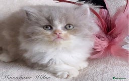 British Longhair cats for sale: Stunning British Longhair Boys TICA Registered - Image 5