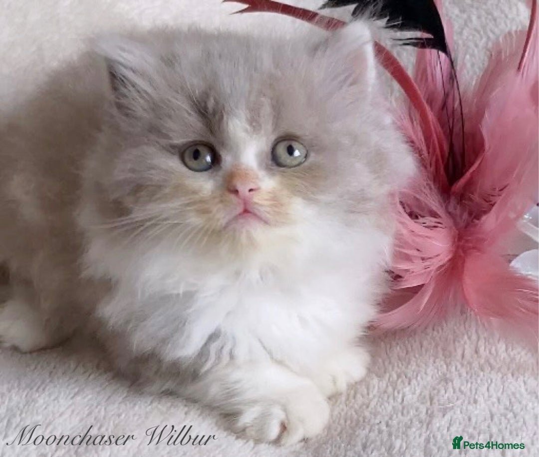 British Longhair cats for sale: Stunning British Longhair Boys TICA Registered - Image 5