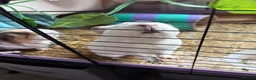 Guinea Pig rodents for sale: 4 Female Guinea pigs  - Advert 8