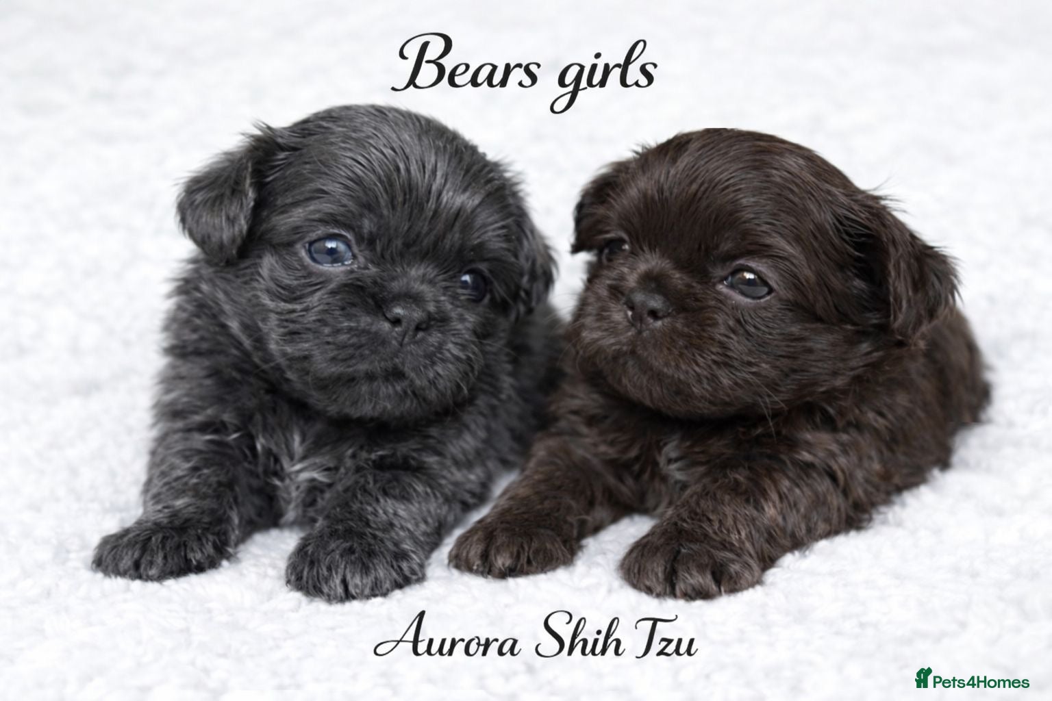 Shih Tzu dogs Exceptional KC Registered Health Tested - Advert 10