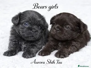 Shih Tzu dogs Exceptional KC Registered Health Tested - Advert 10