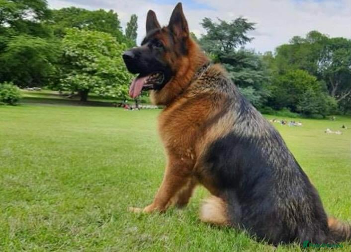 German Shepherd dogs Quality litter GSD @icepack kennels  - Advert 3