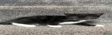 Domestic Shorthair 3