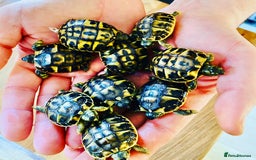 Tortoise reptiles for sale: Western Hermanns -Testudo Hermanni Hermanni - Image 2
