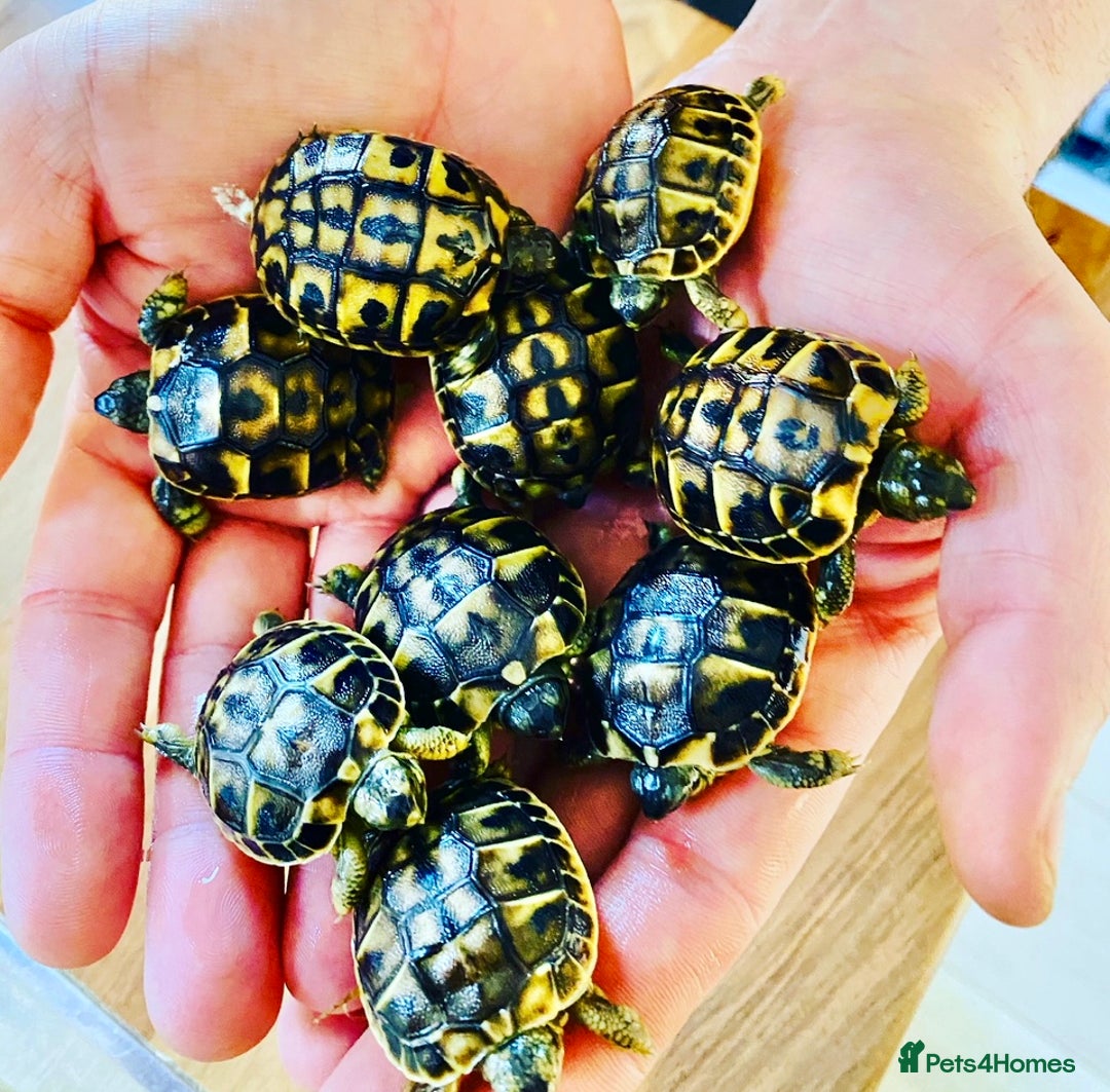 Tortoise reptiles for sale: Western Hermanns -Testudo Hermanni Hermanni - Image 2