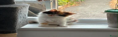 Mixed Breed 1