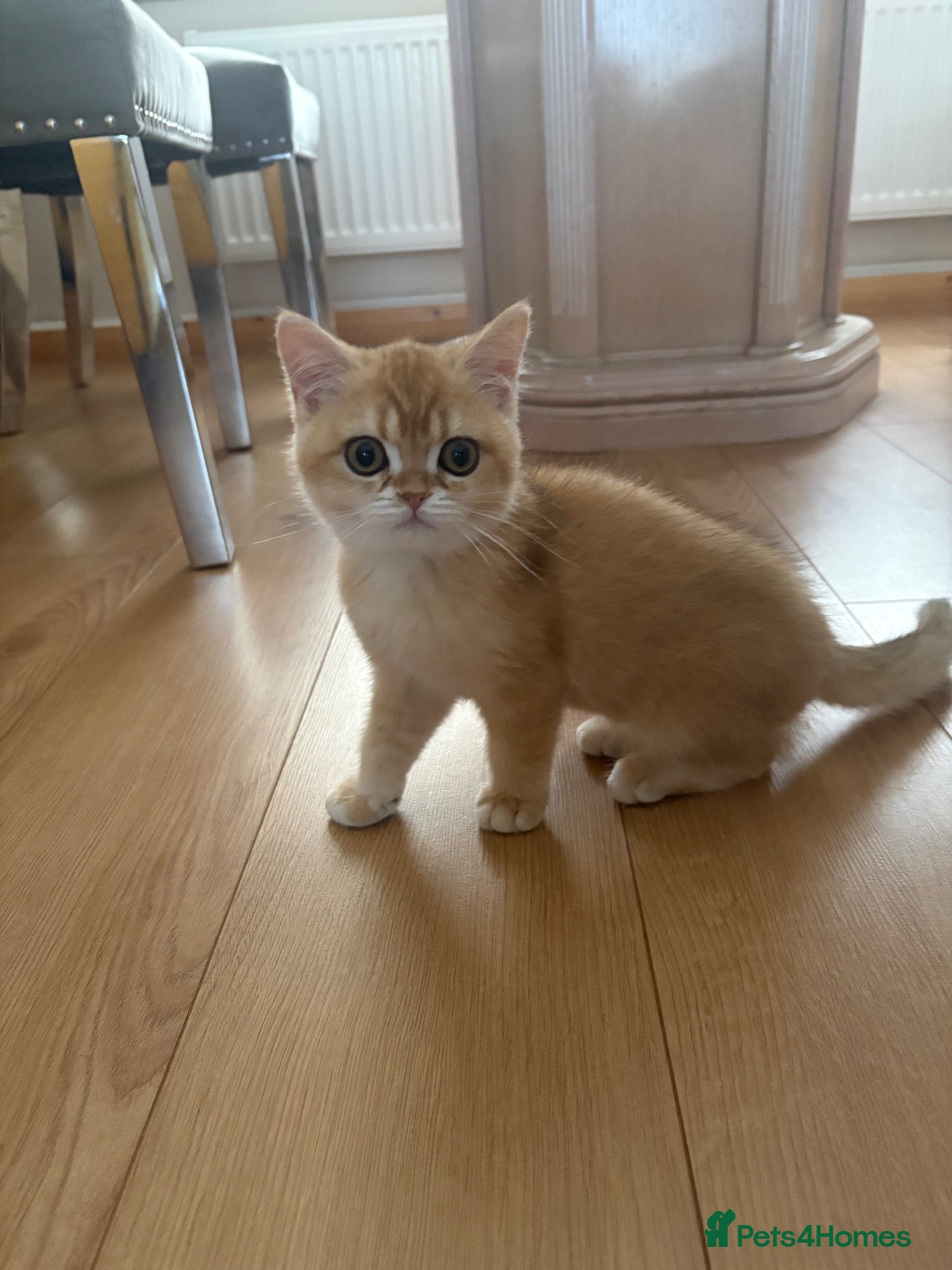 British Shorthair cats ⭐ Gorgeous Golden BSH Kitten – GCCF Registered - Advert 2