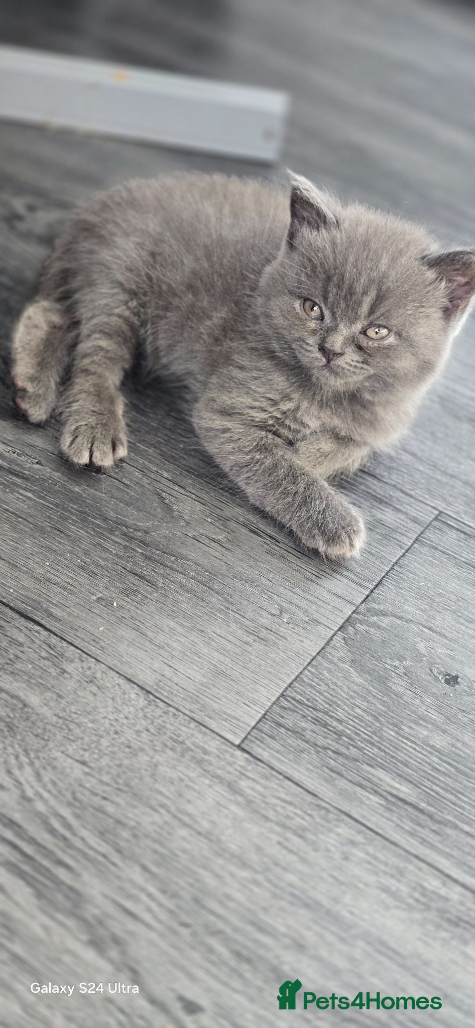 British Shorthair cats  British  Shorthair  kittens  - Advert 2