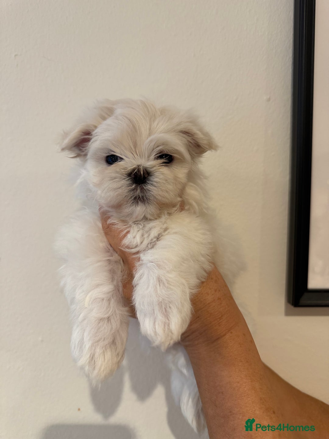 Maltese dogs for sale: Adorable Korean KC Maltese  - Advert 10