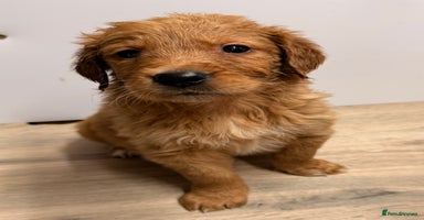 Golden Retriever dogs KC Reg Gold & Fox Red Golden Retriever puppies  - Advert 5