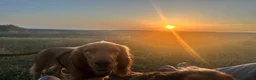 Cocker Spaniel dogs for sale: Adorable golden cocker spaniel - Advert 3