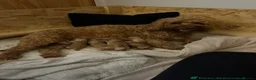 Cockapoo dogs for sale: Extensively Health Tested Parents! Beautiful! - Advert 25