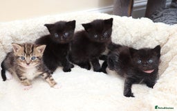 Mixed Breed cats for sale: Beautiful Kittens - Image 12