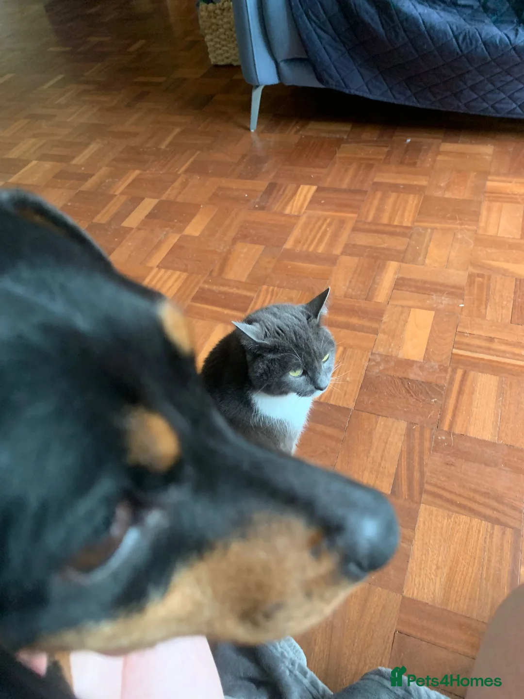 Mixed Breed dogs for adoption: Darling Dorothy looking for love - Advert 15