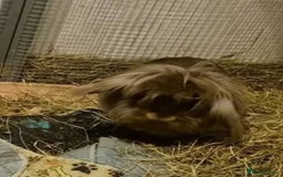 Mini Lion Lop rabbits for sale: Adoption Meet Tazer Mini Lop - Image 6