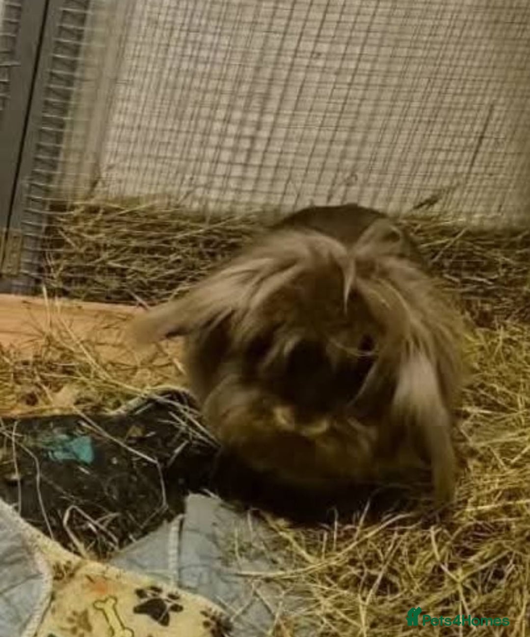 Mini Lion Lop rabbits for sale: Adoption Meet Tazer Mini Lop - Image 6