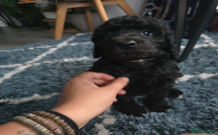 Standard Poodle dogs - Advert 2