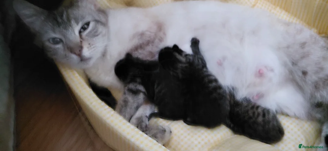 Bengal cats for sale: SnowBengal cross kittens  - Advert 2