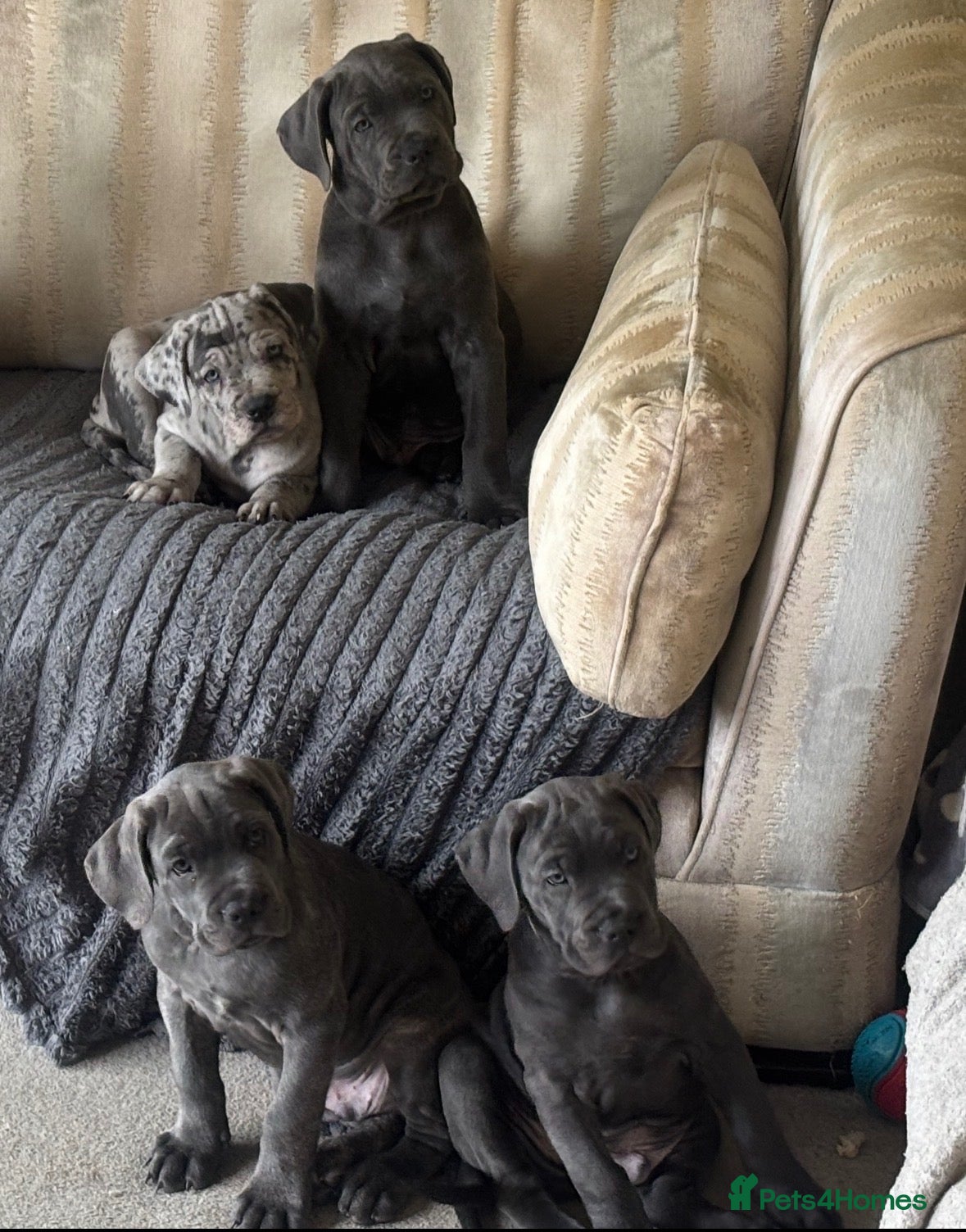 Cane Corso dogs 3 x BLUE MALES READY TO GO - Advert 2