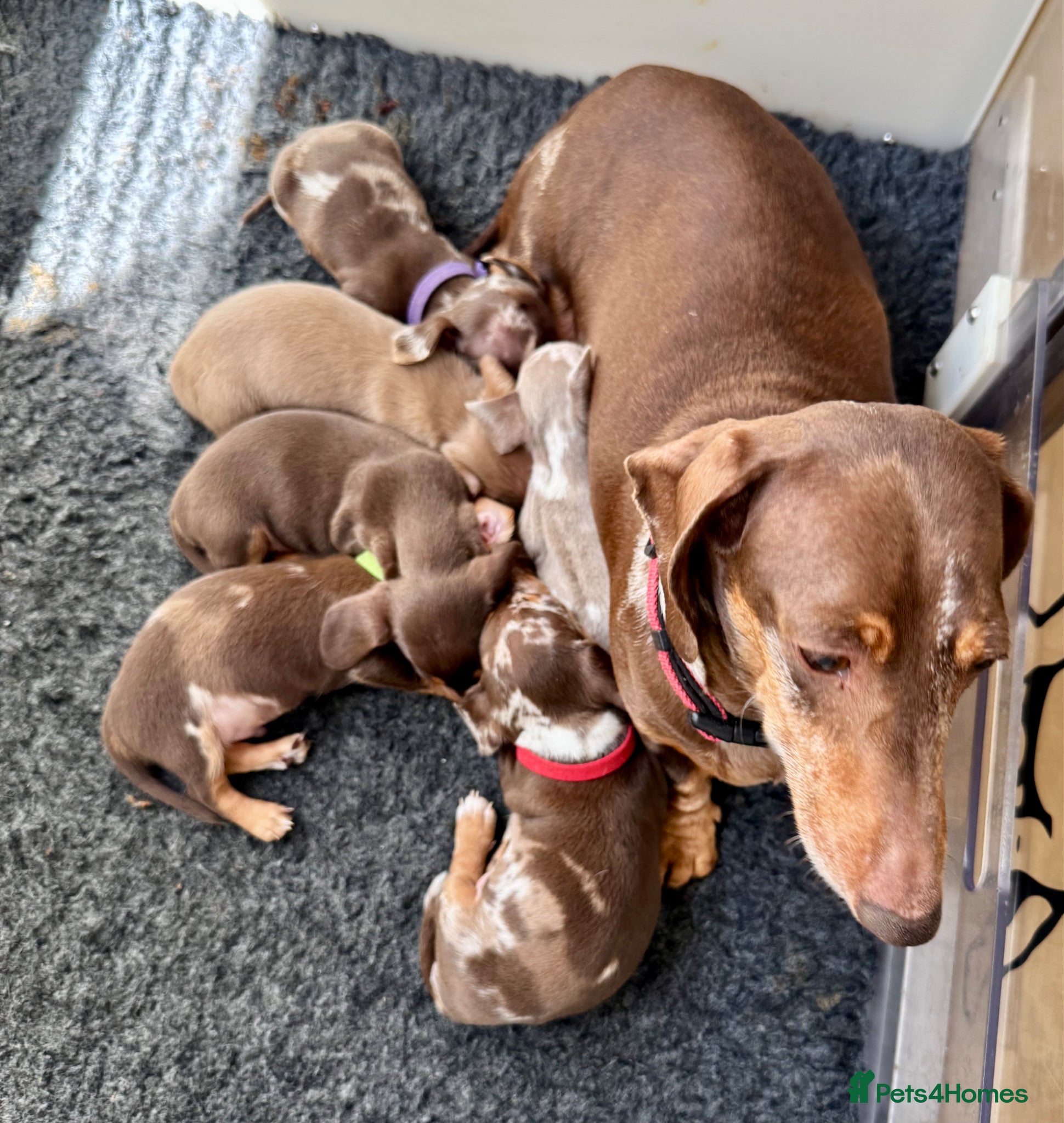 Miniature Dachshund dogs Stunning mini dachshund  - Advert 4
