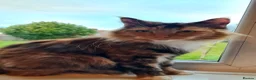 Maine Coon cats for sale: 🐱 MAINE COON KITTENS 🐱 - Advert 9
