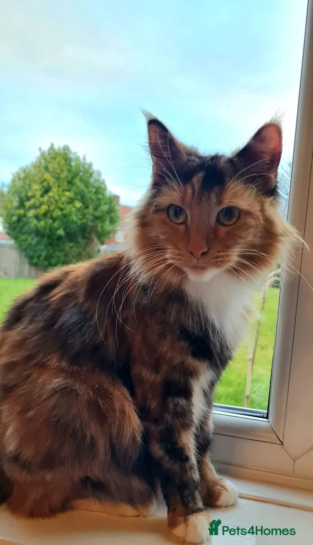 Maine Coon cats for sale: 🐱 MAINE COON KITTENS 🐱 - Advert 9
