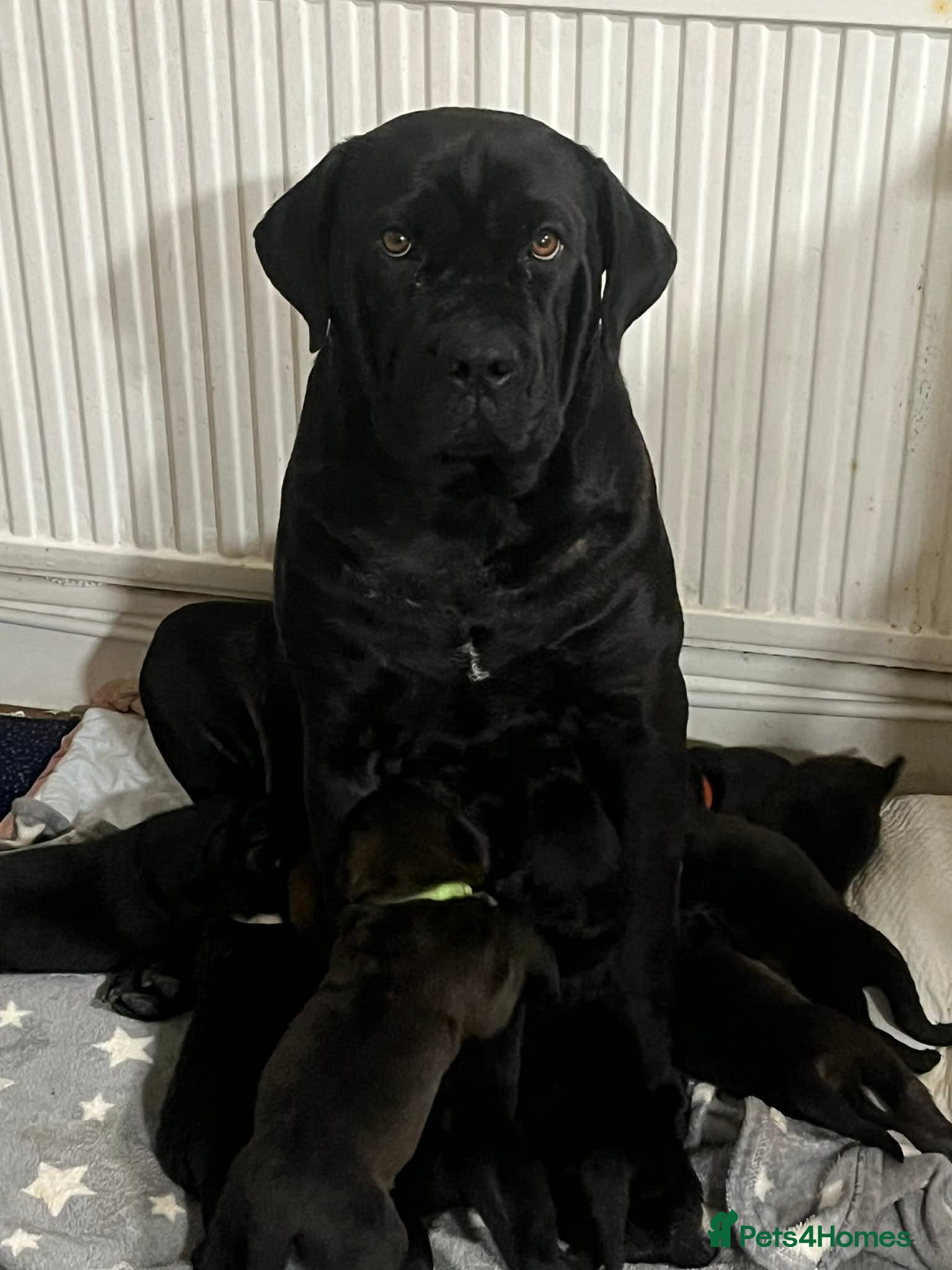 Mixed Breed dogs Cain Corso x Rottweiler puppies - Advert 14