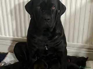 Mixed Breed dogs Cain Corso x Rottweiler puppies - Advert 16