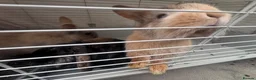 Lionhead rabbits for sale: Mixed Netherland and lionhead  in Pudsey - Advert 9