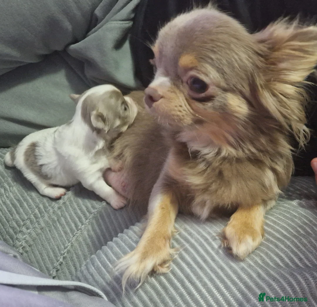 Chihuahua dogs for sale: Chihuahua puppies  - Advert 17