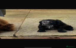 Cocker Spaniel dogs for sale: Cocker spaniel puppy - Image 1