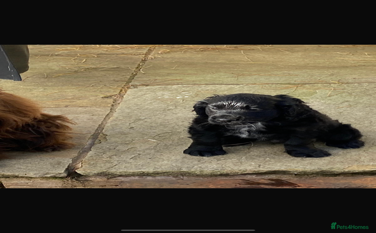 Cocker Spaniel dogs - Advert 1