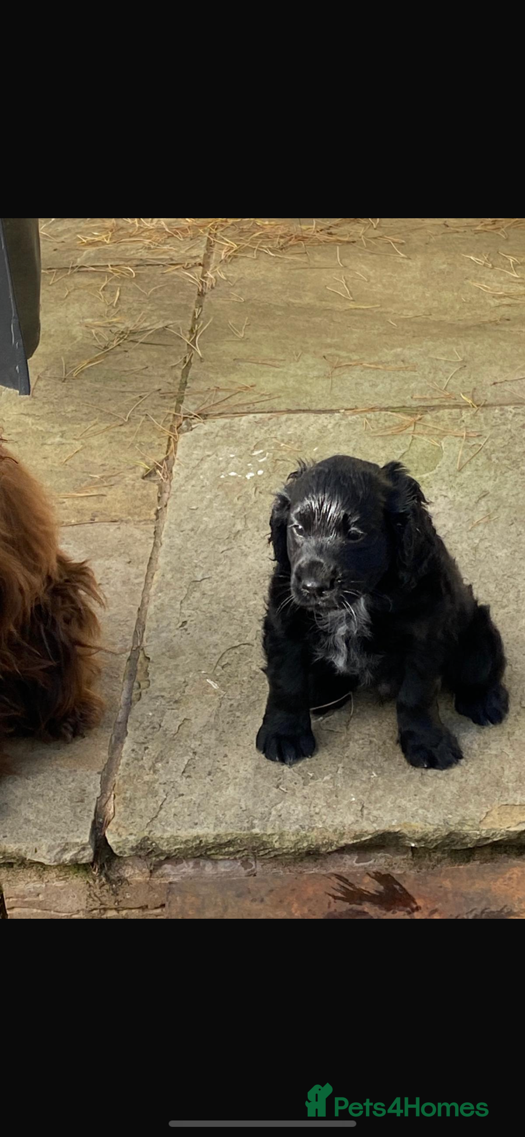 Cocker Spaniel dogs for sale: Cocker spaniel puppy - Image 1