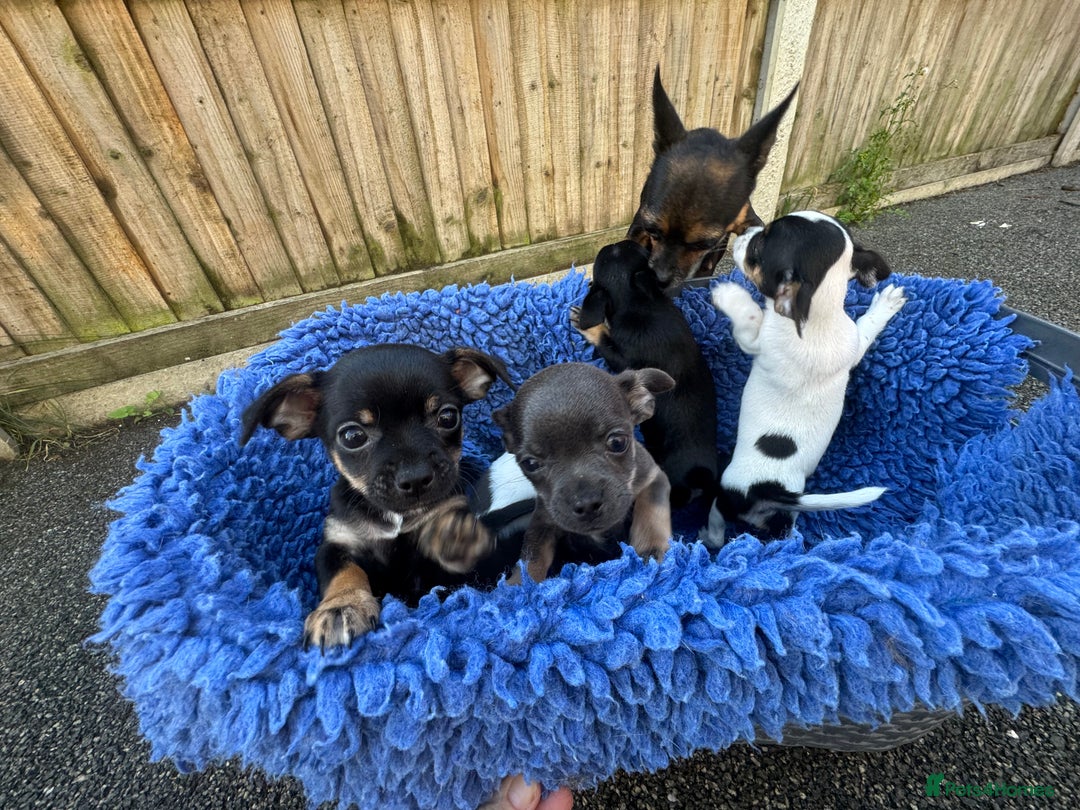 Chihuahua dogs for sale: Adorable chihuahua puppies ready now - Image 3