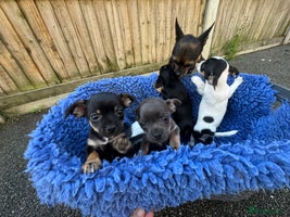 Chihuahua dogs - Advert 9