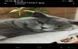 British Shorthair cats for sale: 6 x British Short-haired Blue kittens for sale - Image 2