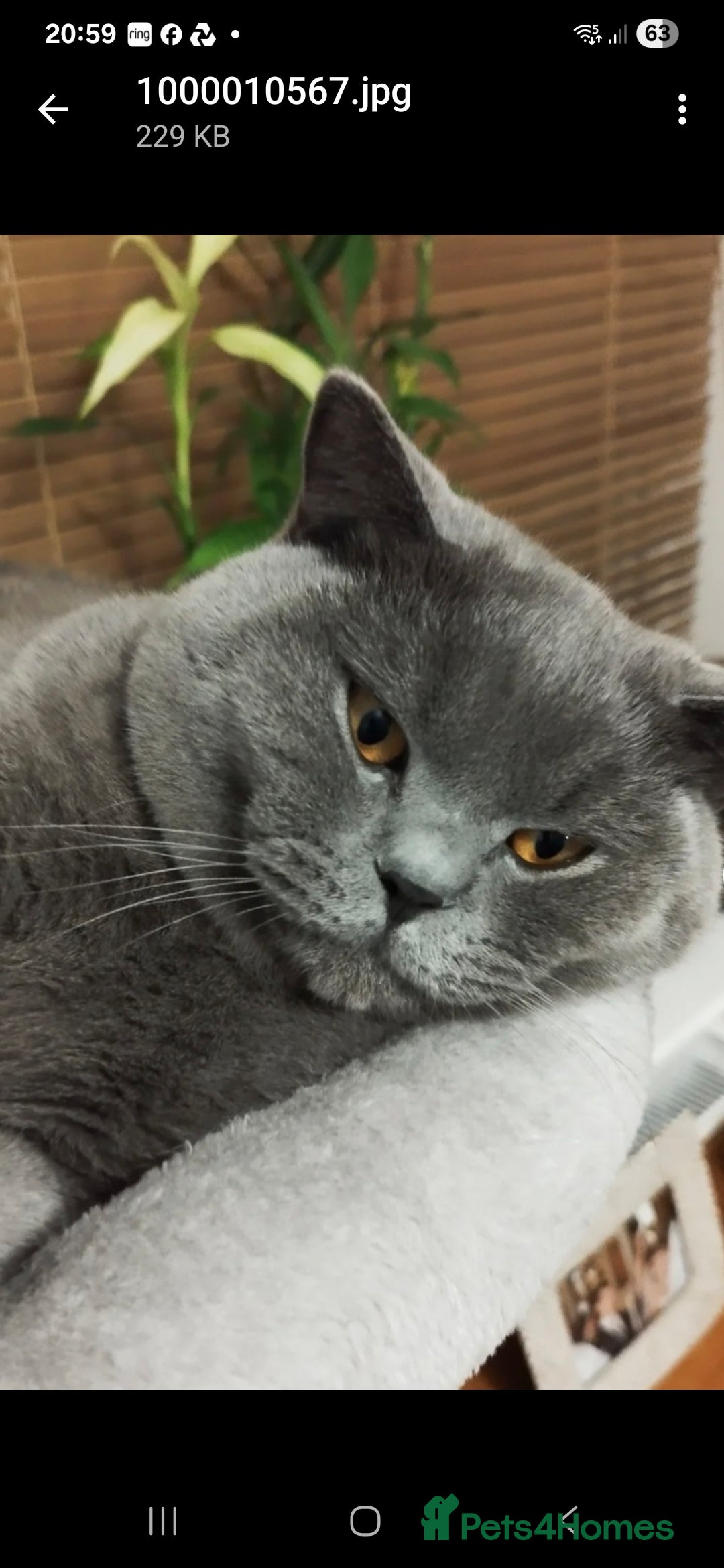British Shorthair cats for sale: 6 x British Short-haired Blue kittens for sale - Image 2
