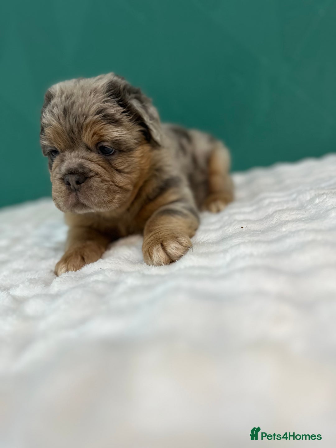 Old Tyme Bulldog dogs for sale: 5 Gorgeous olde bulldogs  - Advert 8