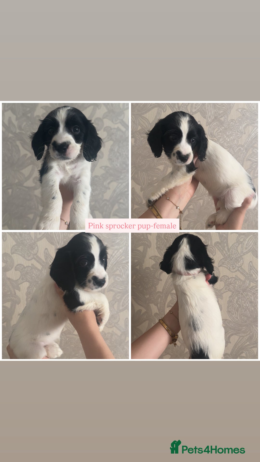 Sprocker dogs for sale: Beautiful Sprocker puppies for sale - Image 2