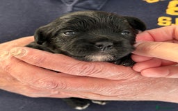 Mixed Breed dogs for sale: Peekapoo puppies for sale  - Image 4