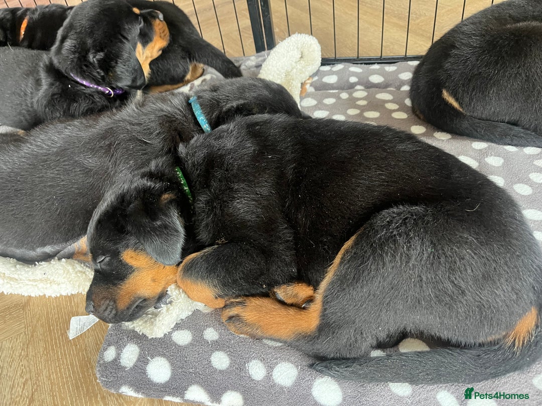 Rottweiler dogs for sale: X1 female rottweiler puppy left! 8 weeks old today in Evesham - Image 13